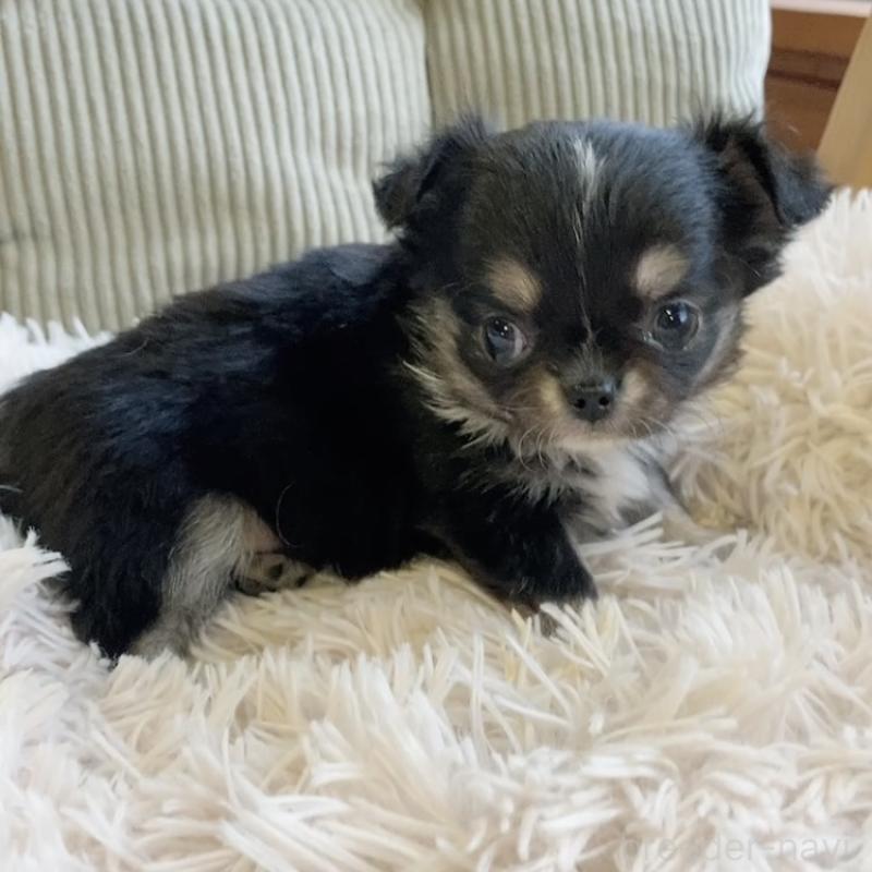 販売中の神奈川県のチワワ(ロングコート)-445512の6枚目