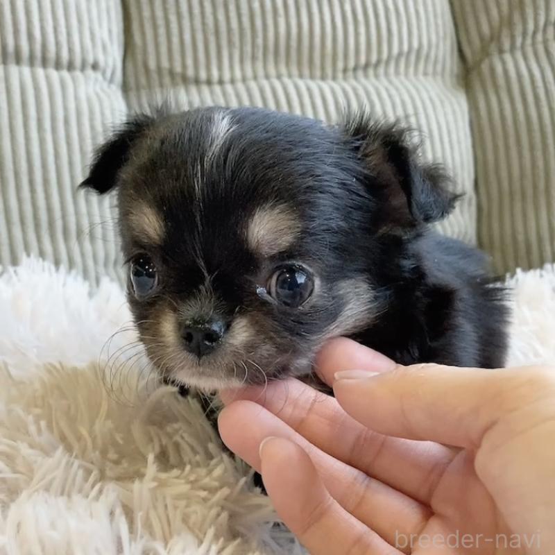 販売中の神奈川県のチワワ(ロングコート)-445512の5枚目