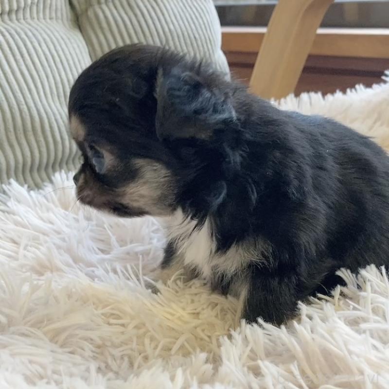 販売中の神奈川県のチワワ(ロングコート)-445512の4枚目