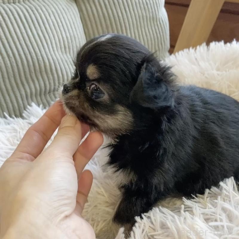 販売中の神奈川県のチワワ(ロングコート)-445512の3枚目