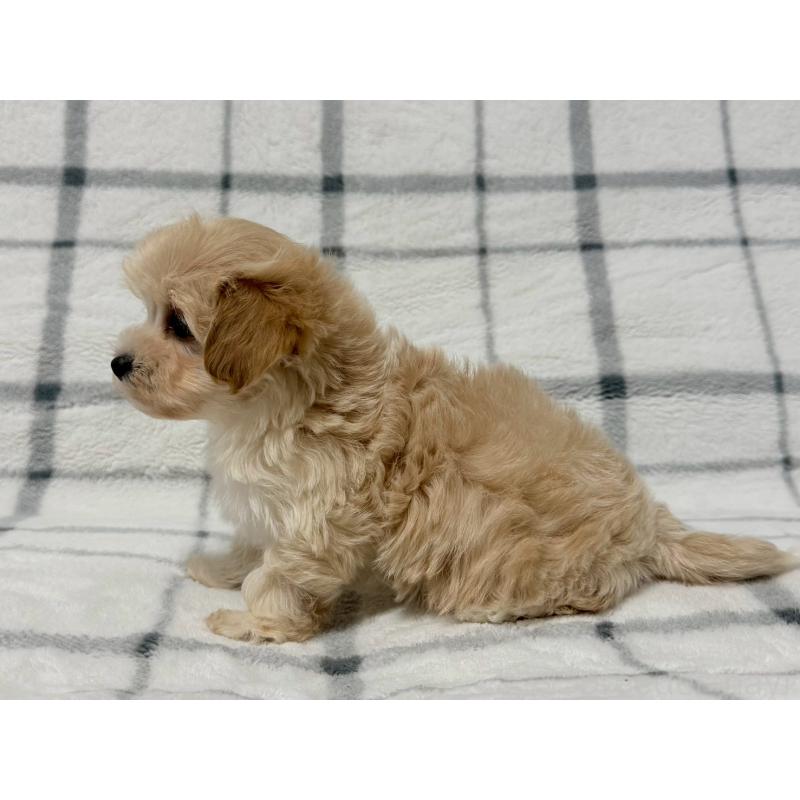 販売中の東京都のマルプー:マルチーズ×トイプードル-445511の5枚目