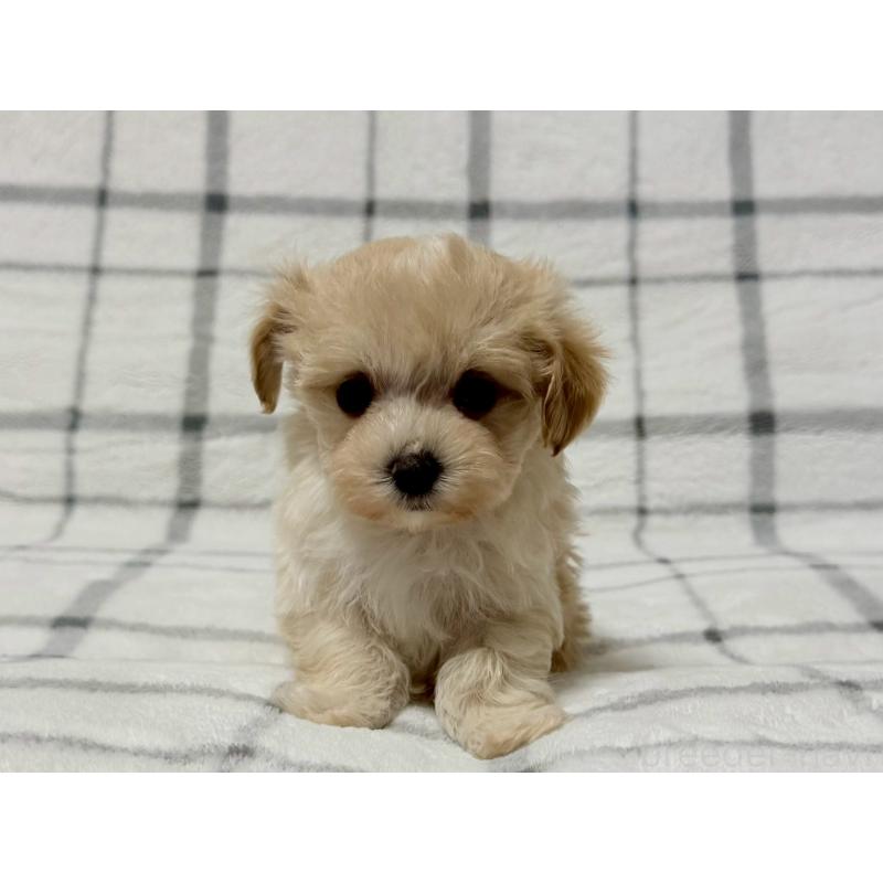 販売中の東京都のマルプー:マルチーズ×トイプードル-445511