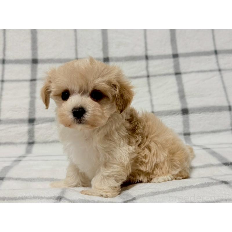 販売中の東京都のマルプー:マルチーズ×トイプードル-445511の4枚目