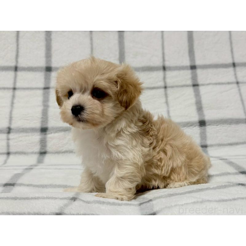 販売中の東京都のマルプー:マルチーズ×トイプードル-445511の3枚目