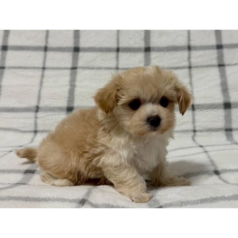 販売中の東京都のマルプー:マルチーズ×トイプードル-445511の2枚目