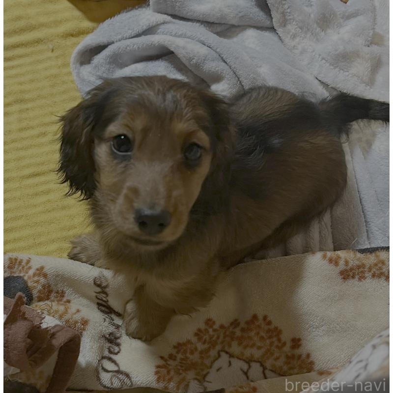 販売中の宮城県のミニチュアダックスフンド(ロングヘアード)-445513の3枚目