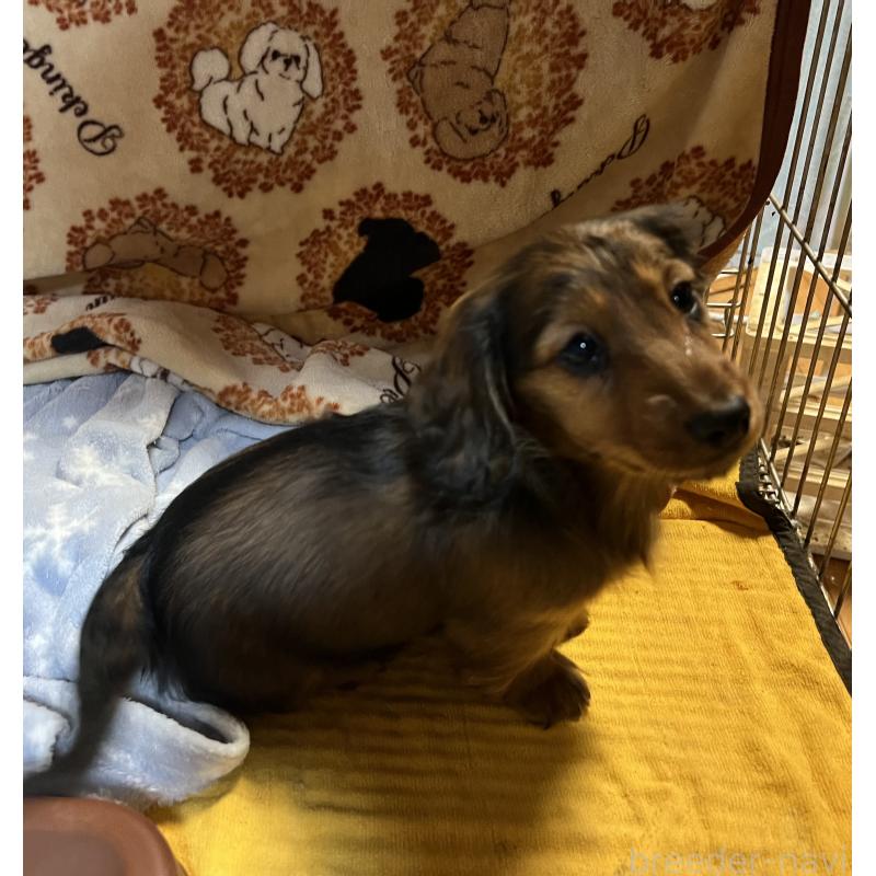 販売中の宮城県のミニチュアダックスフンド(ロングヘアード)-445513