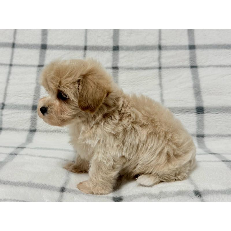 販売中の東京都のマルプー:マルチーズ×トイプードル-445514の5枚目