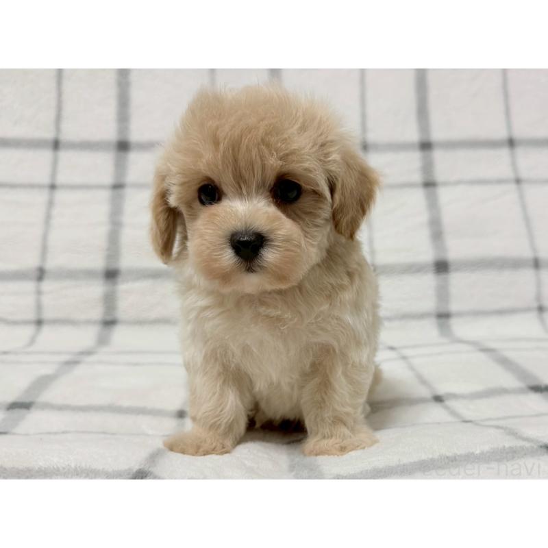 販売中の東京都のマルプー:マルチーズ×トイプードル-445514の4枚目