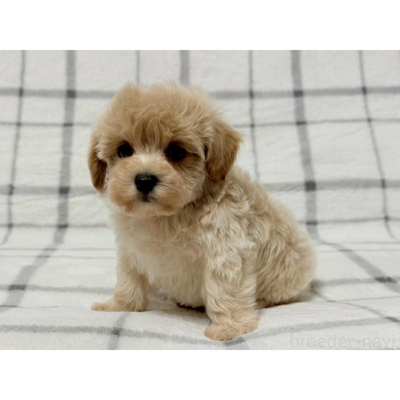 販売中の東京都のマルプー:マルチーズ×トイプードル-445514の2枚目