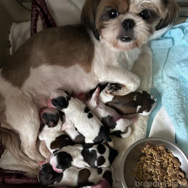 販売中の北海道のシーズー-445519