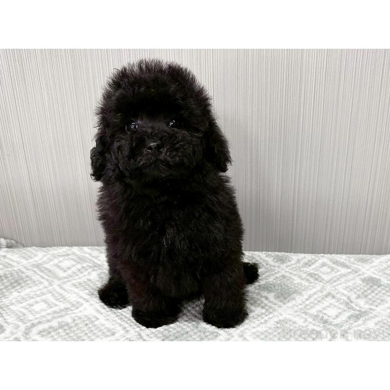 販売中の東京都のティーカッププードル-438138