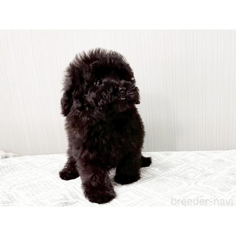 販売中の東京都のティーカッププードル-438138の3枚目