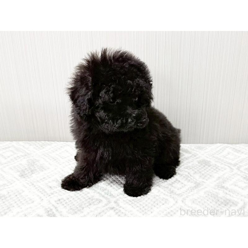 販売中の東京都のティーカッププードル-438138の2枚目