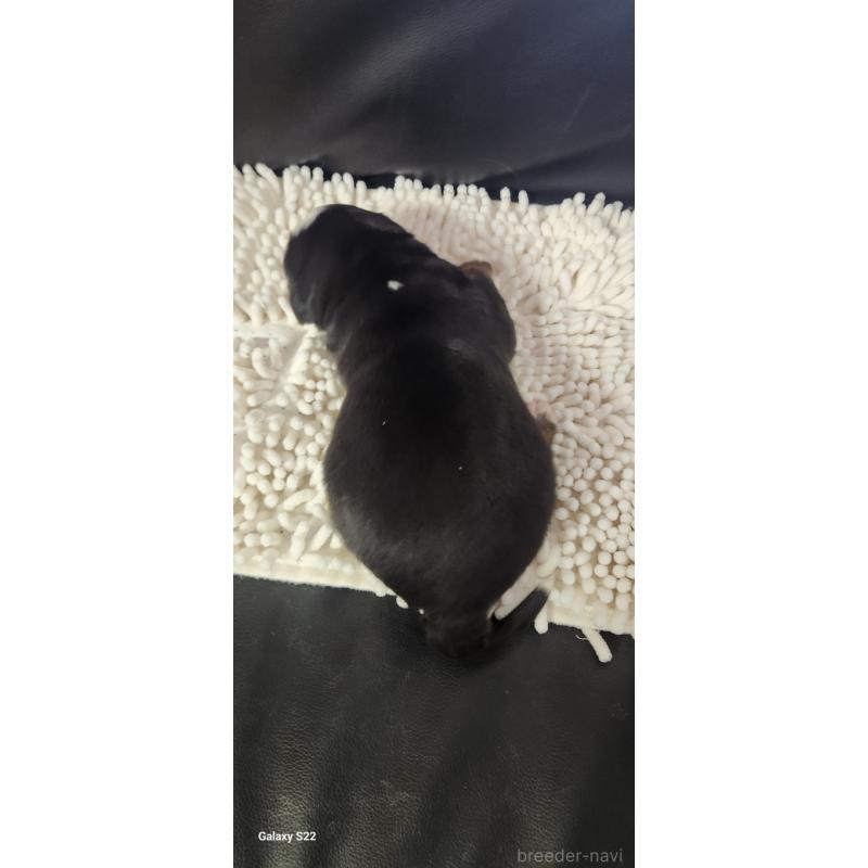 販売中の三重県のバーニーズマウンテンドッグ-445520の2枚目