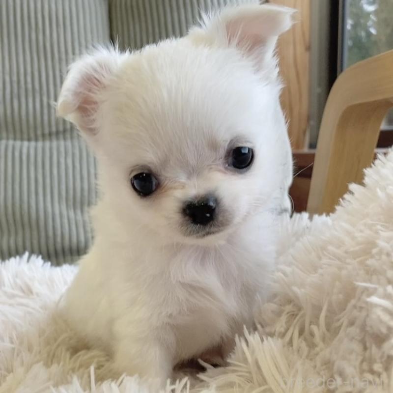 販売中の神奈川県のチワワ(ロングコート)-445521