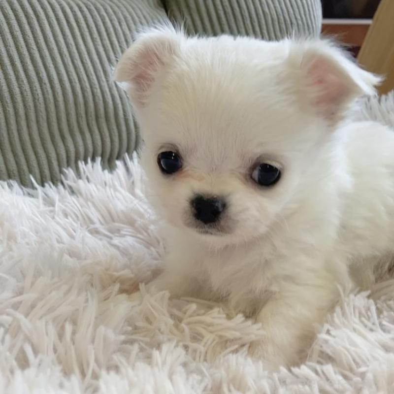 販売中の神奈川県のチワワ(ロングコート)-445521の7枚目