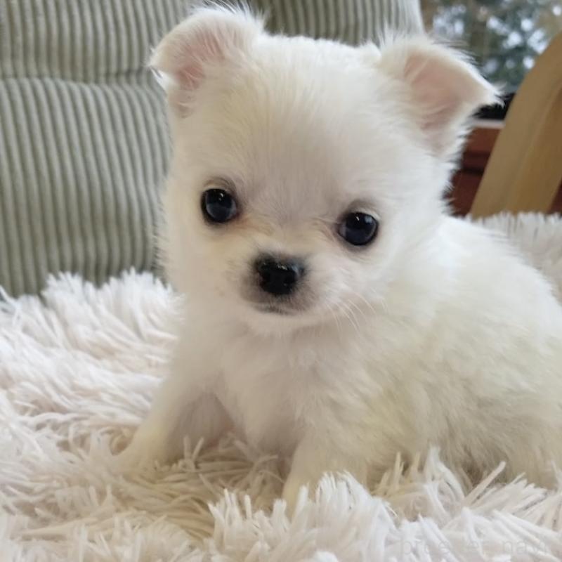 販売中の神奈川県のチワワ(ロングコート)-445521の5枚目