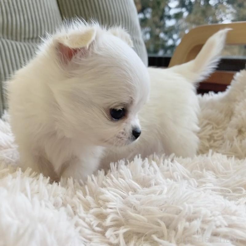 販売中の神奈川県のチワワ(ロングコート)-445521の4枚目