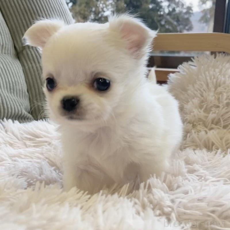 販売中の神奈川県のチワワ(ロングコート)-445521の3枚目