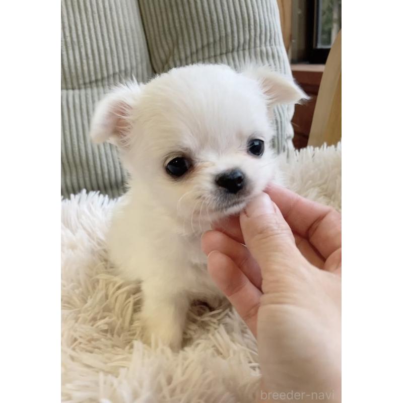 販売中の神奈川県のチワワ(ロングコート)-445521の2枚目