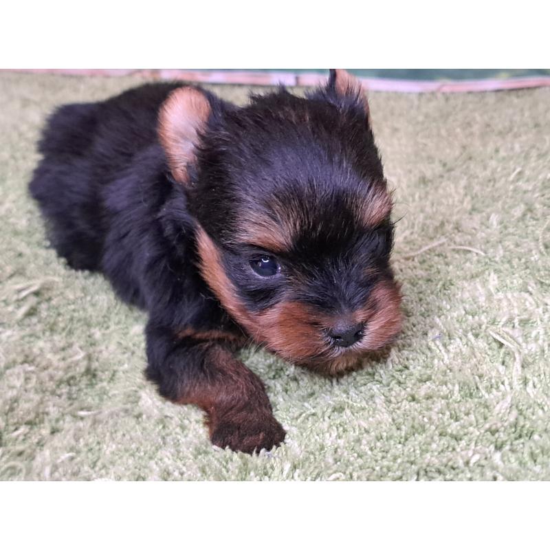 販売中の愛知県のヨークシャーテリア-443110