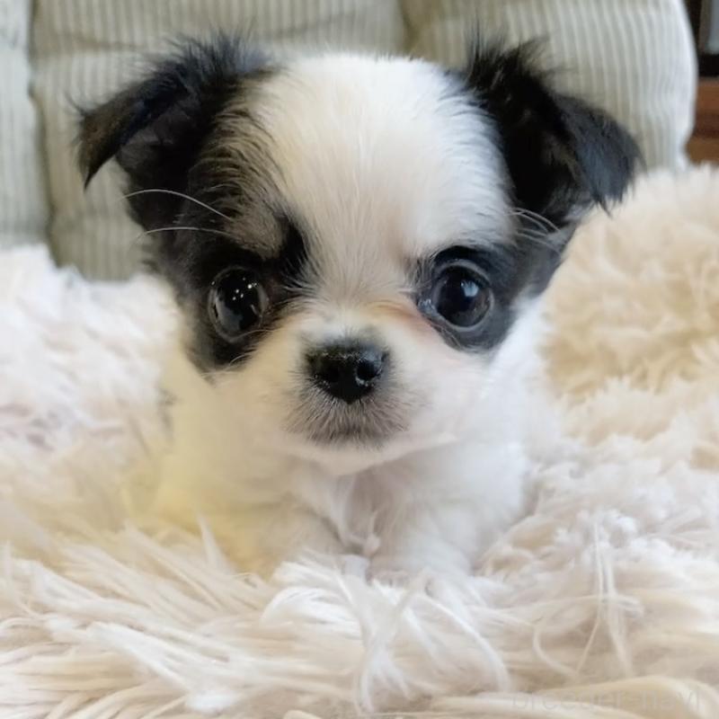 販売中の神奈川県のチワワ(ロングコート)-445522