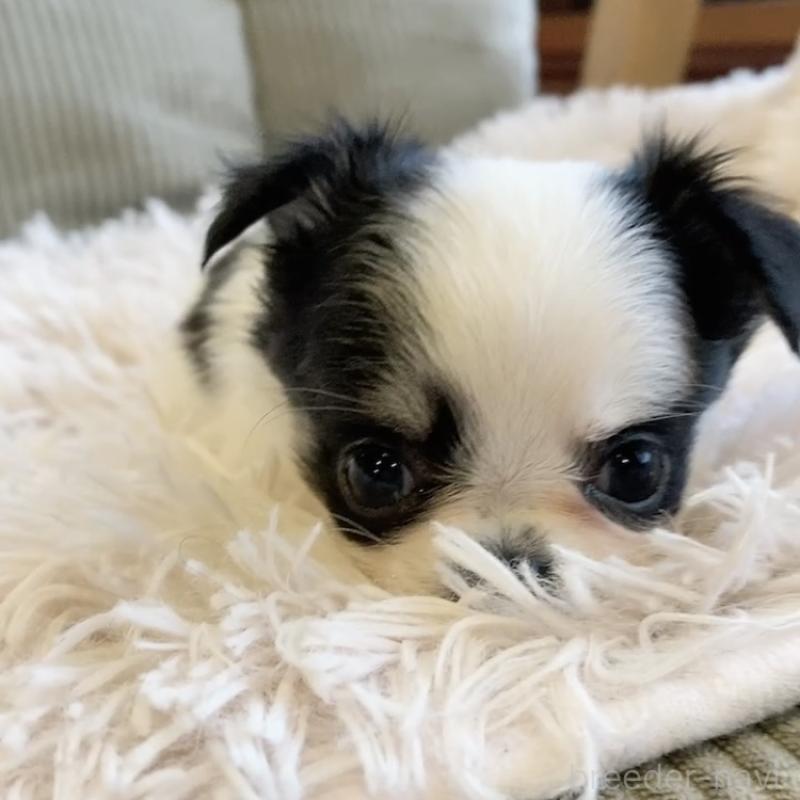 販売中の神奈川県のチワワ(ロングコート)-445522の7枚目