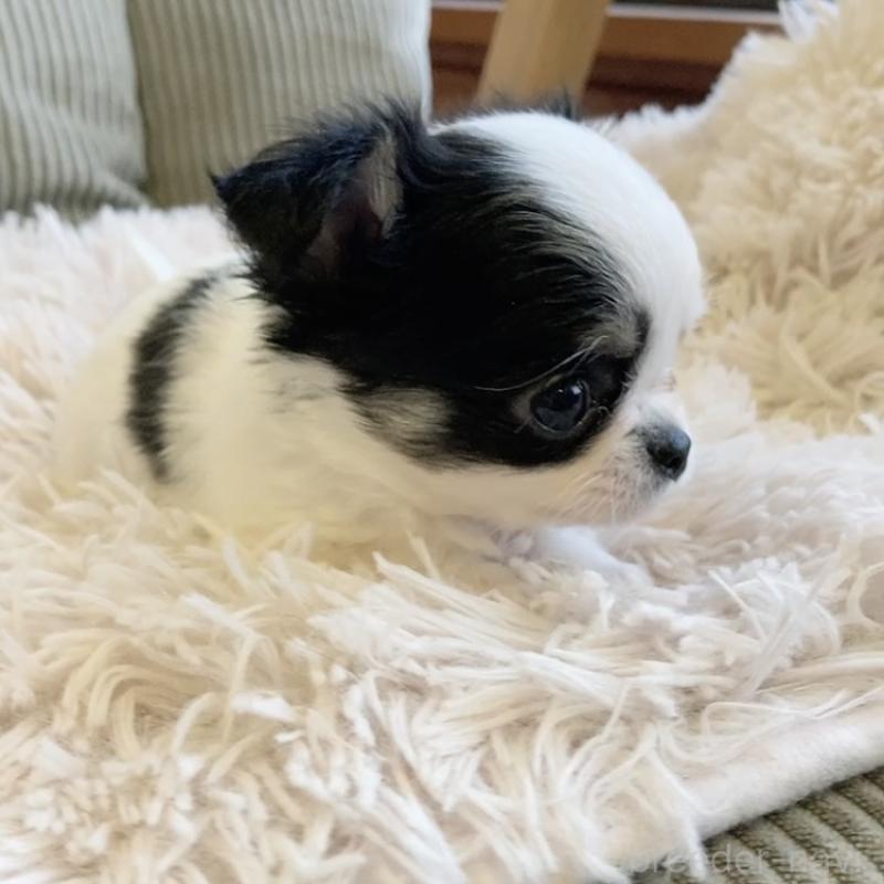 販売中の神奈川県のチワワ(ロングコート)-445522の6枚目