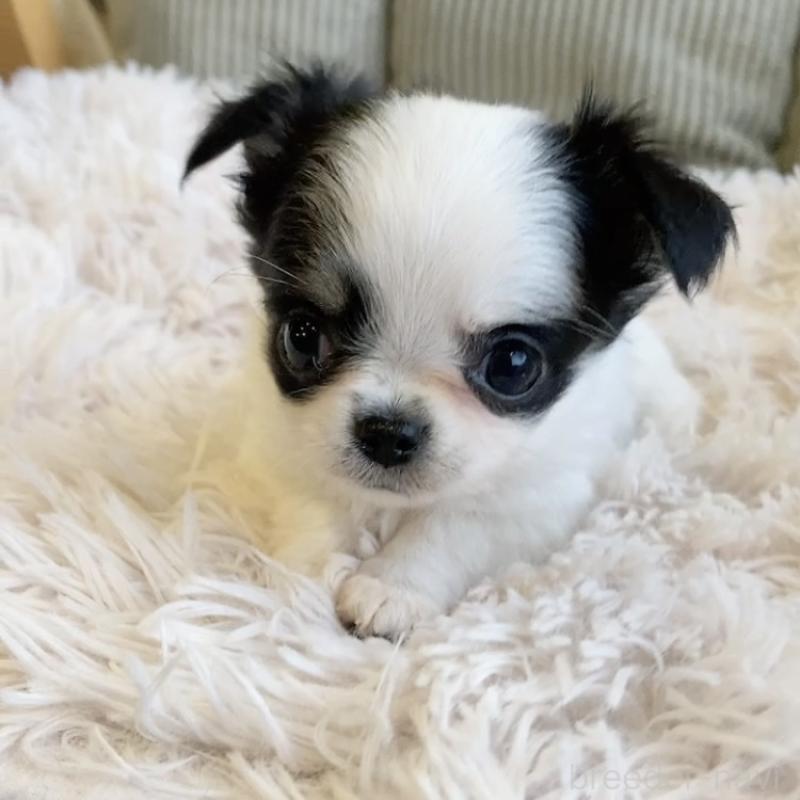 販売中の神奈川県のチワワ(ロングコート)-445522の5枚目