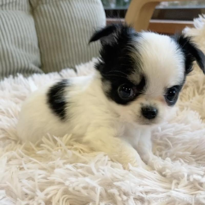 販売中の神奈川県のチワワ(ロングコート)-445522の4枚目