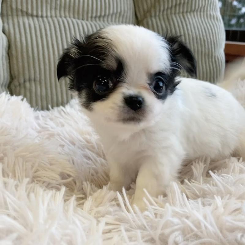 販売中の神奈川県のチワワ(ロングコート)-445522の3枚目