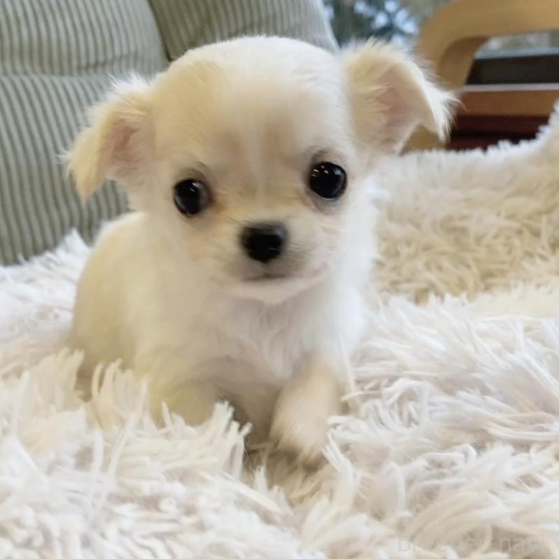 販売中の神奈川県のチワワ(ロングコート)-445523の3枚目