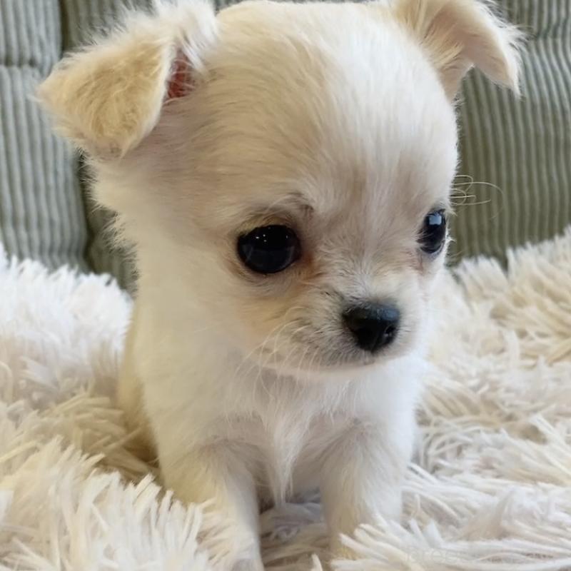 販売中の神奈川県のチワワ(ロングコート)-445523の2枚目