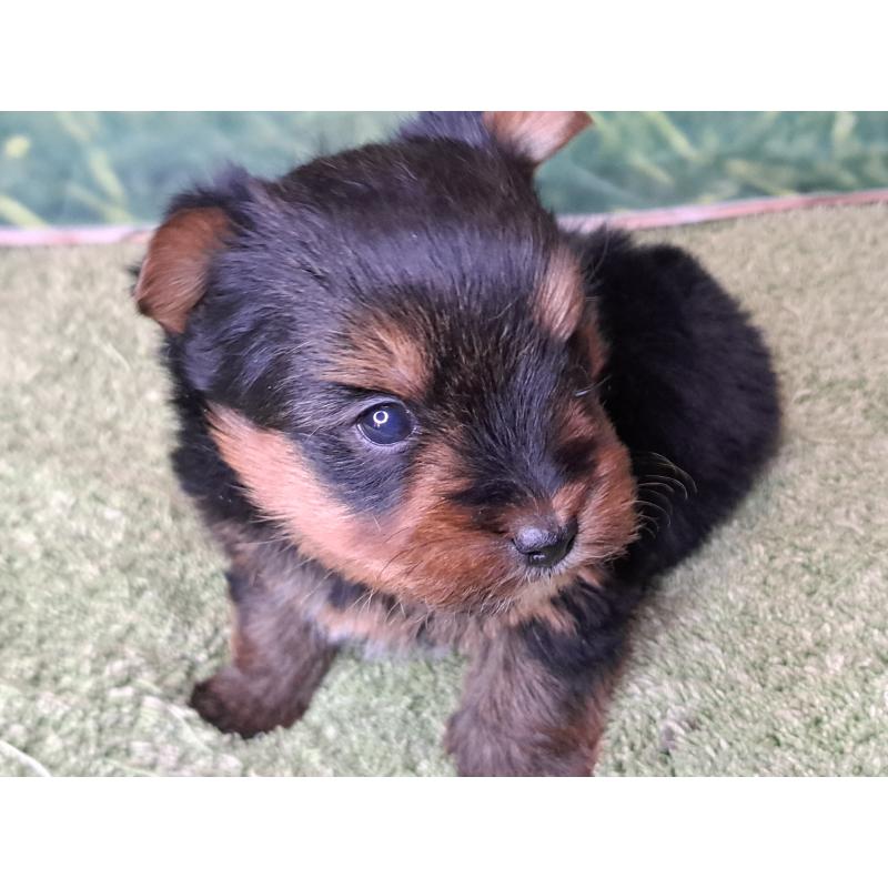 販売中の愛知県のヨークシャーテリア-443111