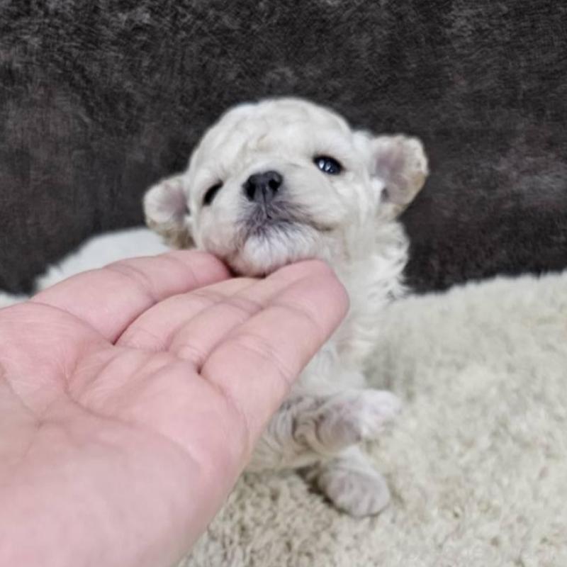 販売中の埼玉県のマルプー:マルチーズ×トイプードル-445525の7枚目