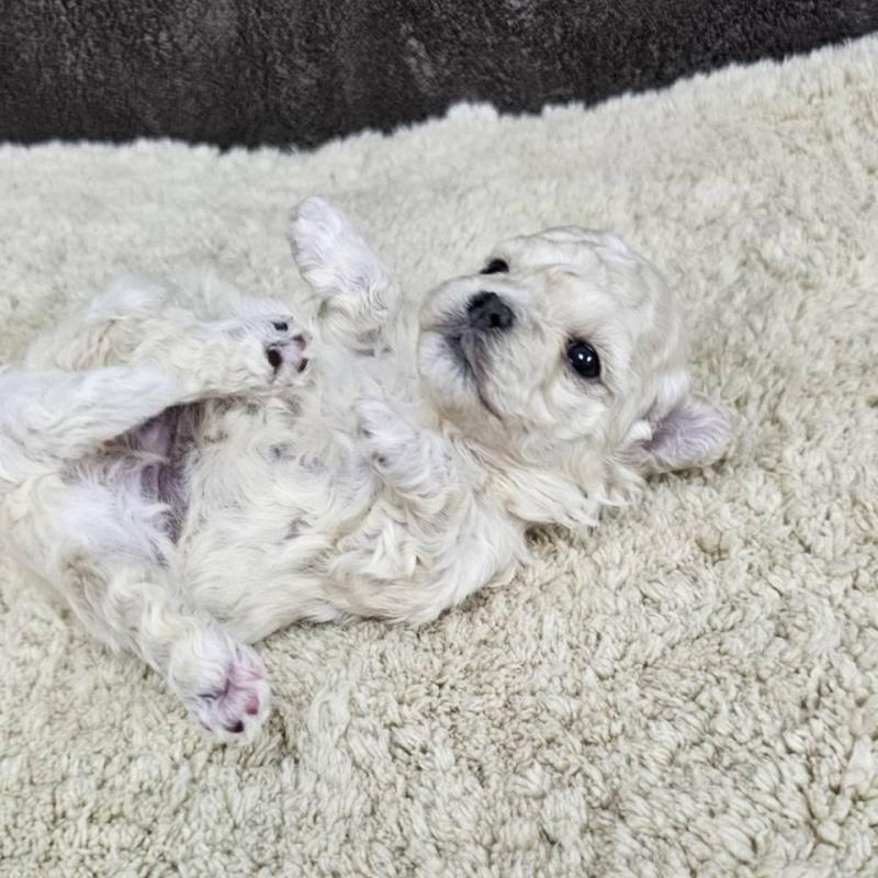 販売中の埼玉県のマルプー:マルチーズ×トイプードル-445525の5枚目