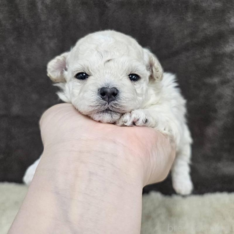 販売中の埼玉県のマルプー:マルチーズ×トイプードル-445525の4枚目