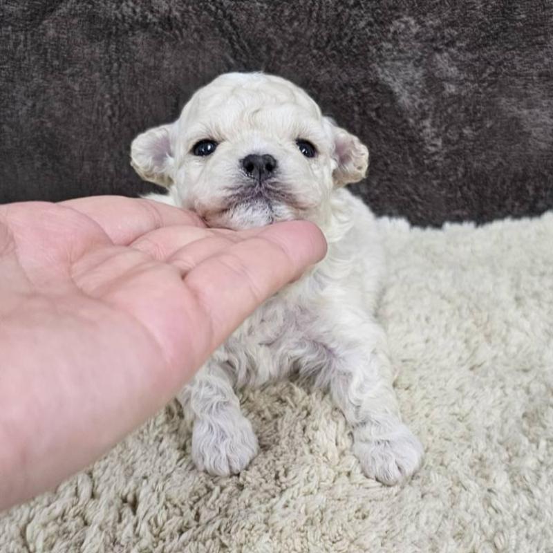 販売中の埼玉県のマルプー:マルチーズ×トイプードル-445525の3枚目