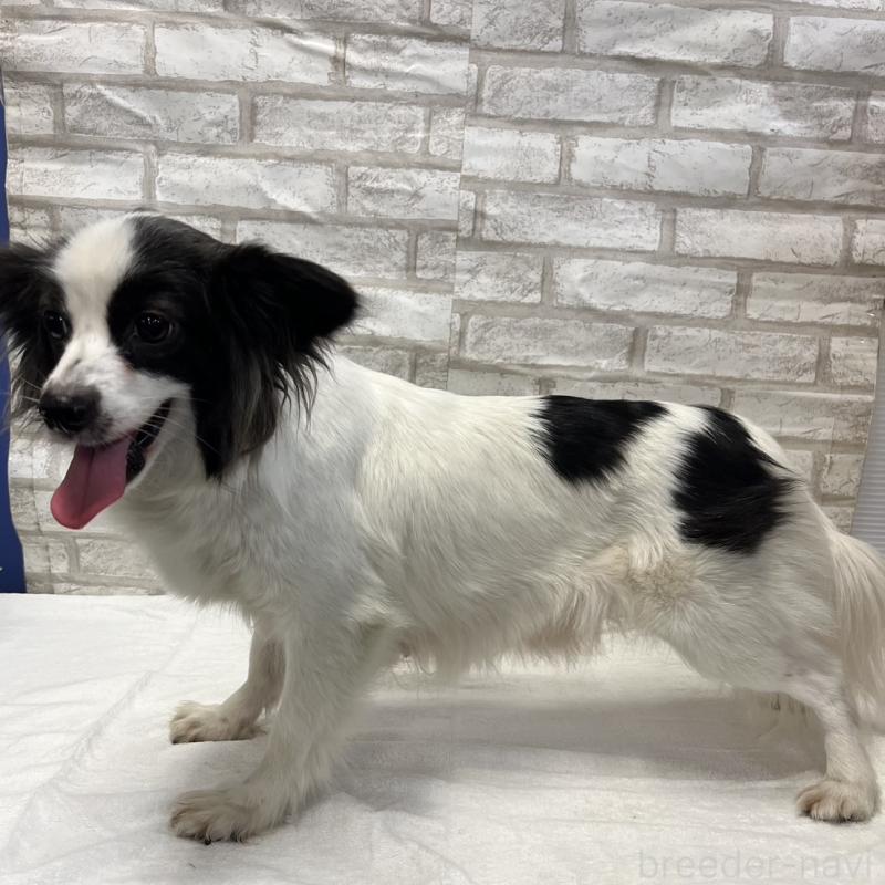 プーちゃん1枚目