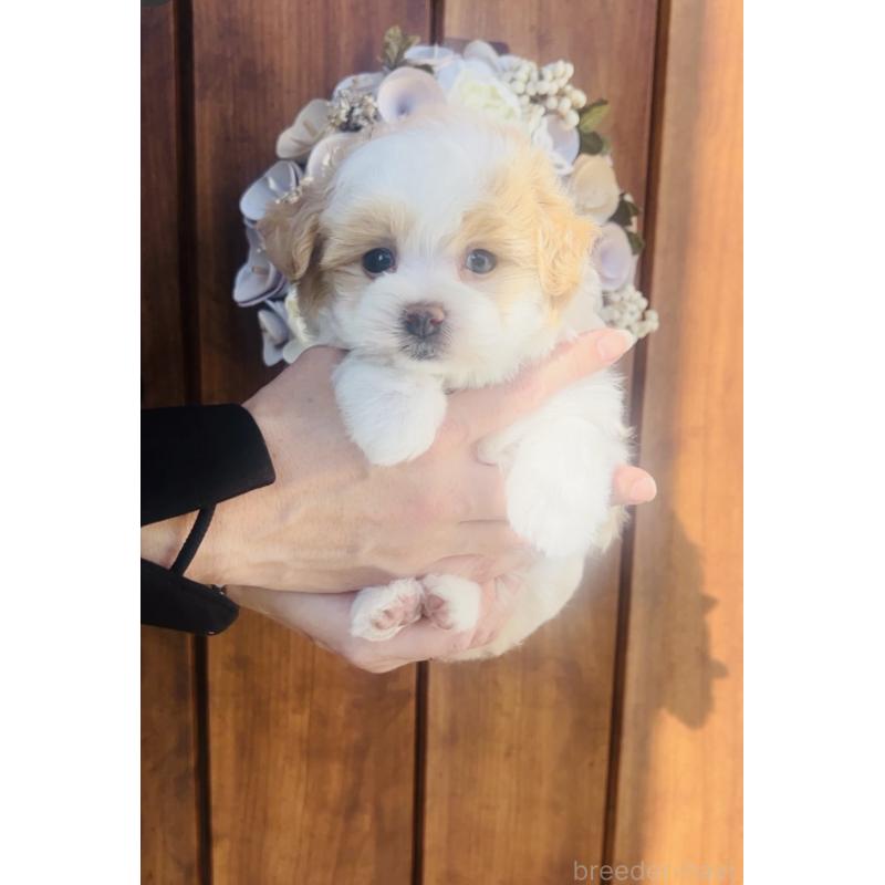 販売中の福岡県のミックス犬-445526の7枚目