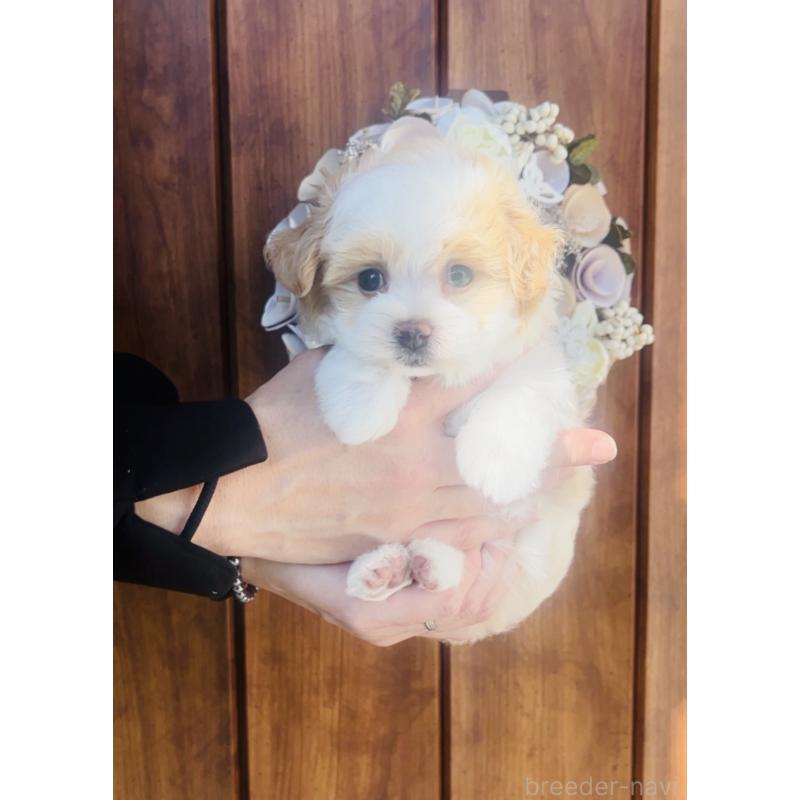 販売中の福岡県のミックス犬-445526の6枚目