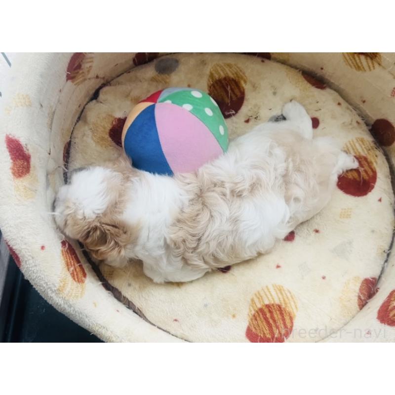 販売中の福岡県のミックス犬-445526の5枚目