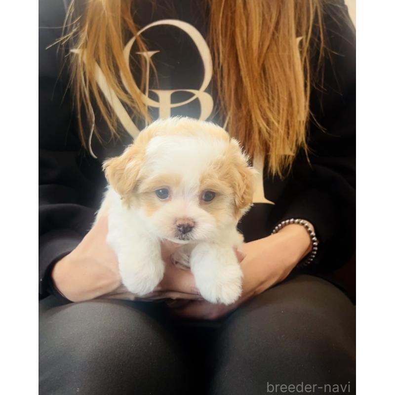 販売中の福岡県のミックス犬-445526の3枚目