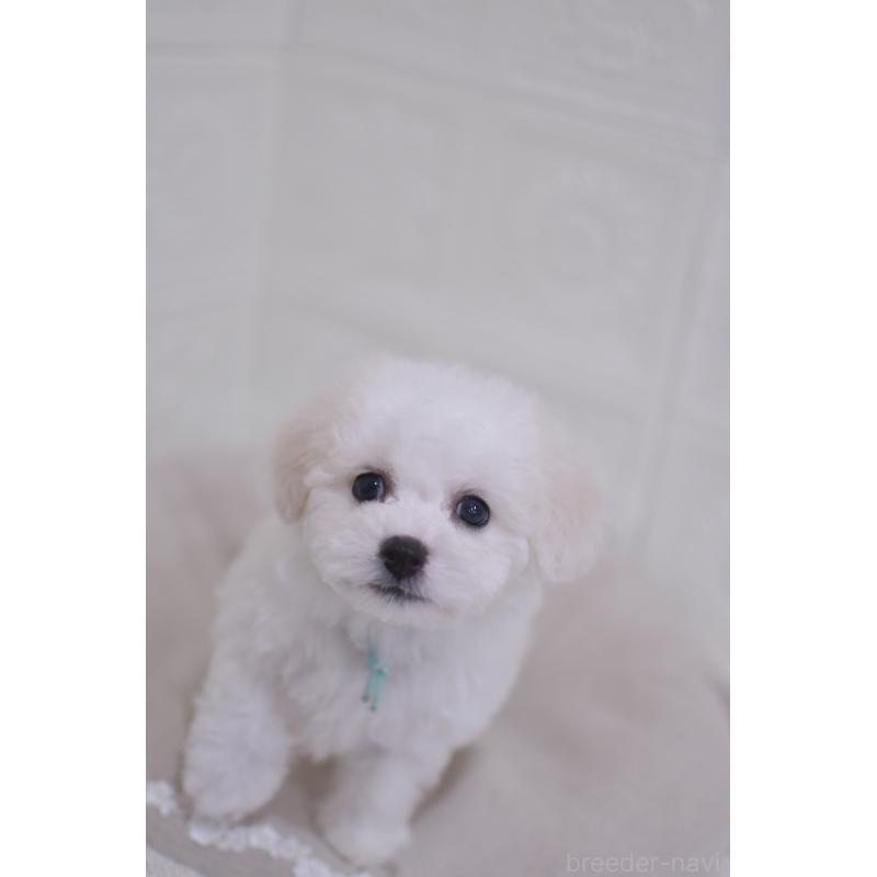 販売中の香川県のビションフリーゼ-445527の4枚目