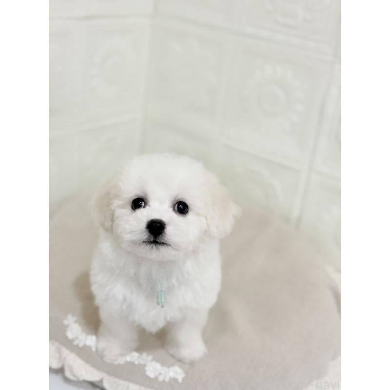 販売中の香川県のビションフリーゼ-445527の2枚目