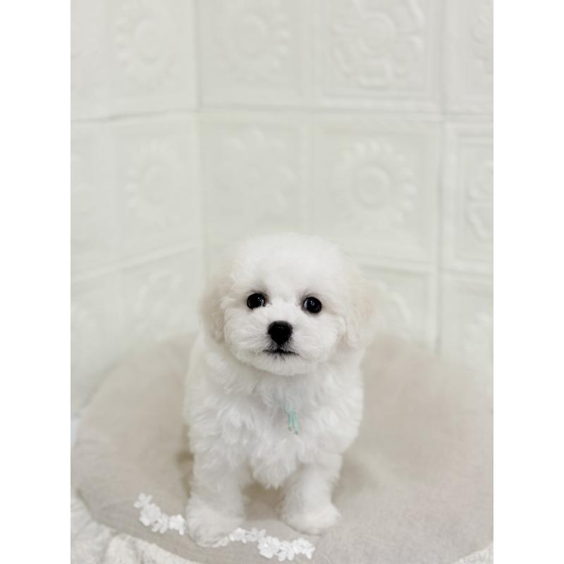 販売中の香川県のビションフリーゼ-445527の1枚目