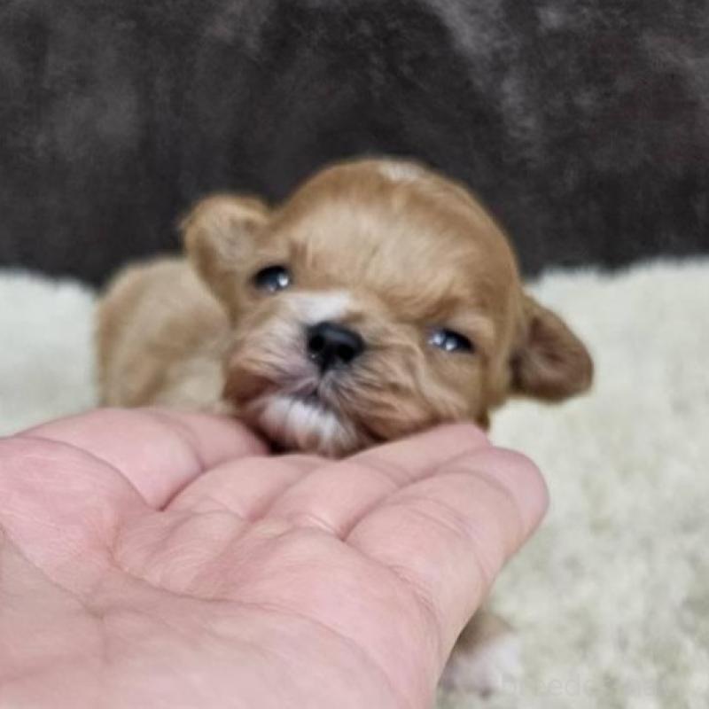 販売中の埼玉県のマルプー:マルチーズ×トイプードル-445528の4枚目