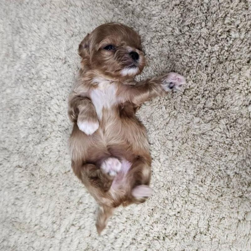 販売中の埼玉県のマルプー:マルチーズ×トイプードル-445528の3枚目