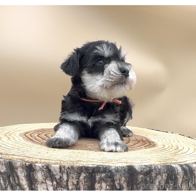 販売中の愛知県のミニチュアシュナウザー-445535の6枚目